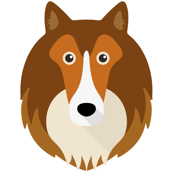 Sheltie